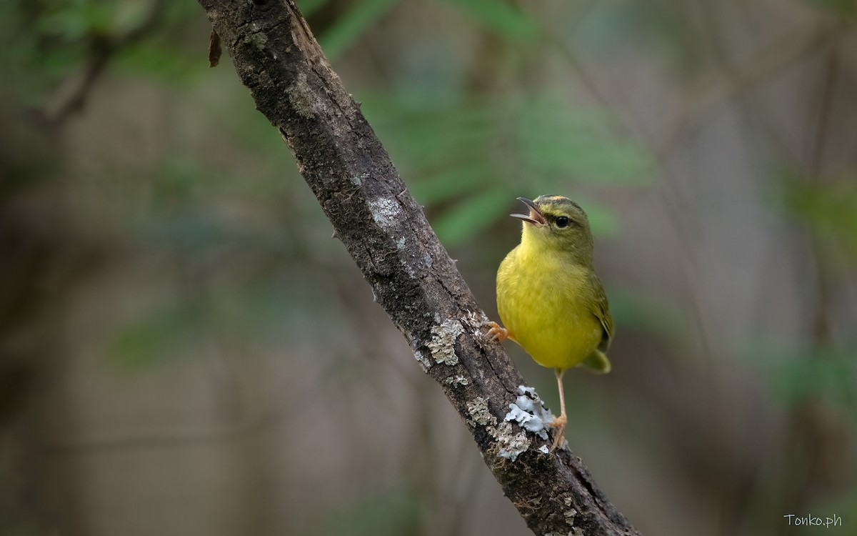 Two-banded Warbler - ML383381001