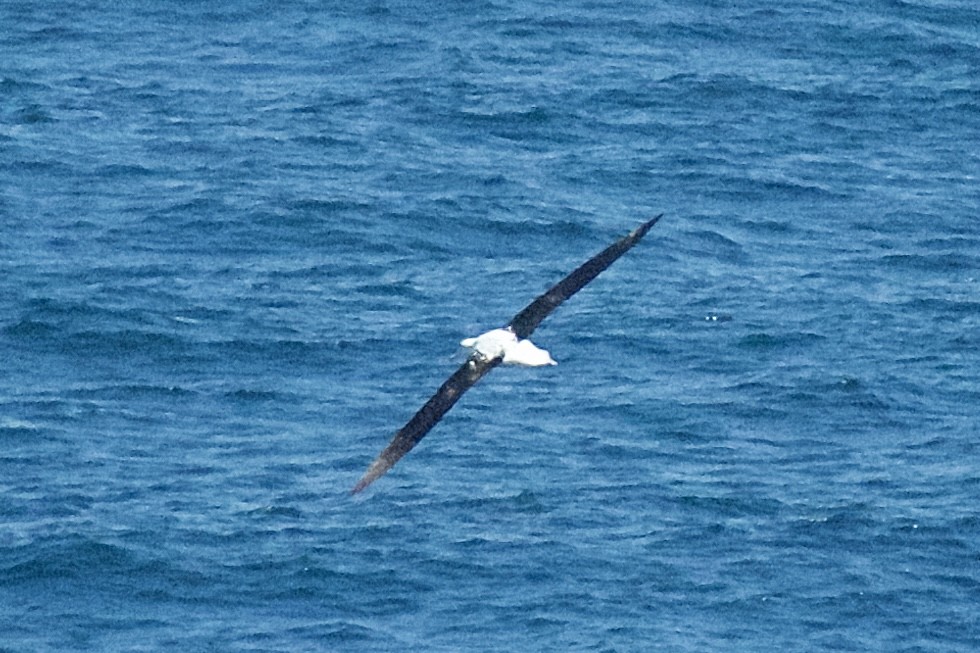 Northern/Southern Royal Albatross - Ken Wright