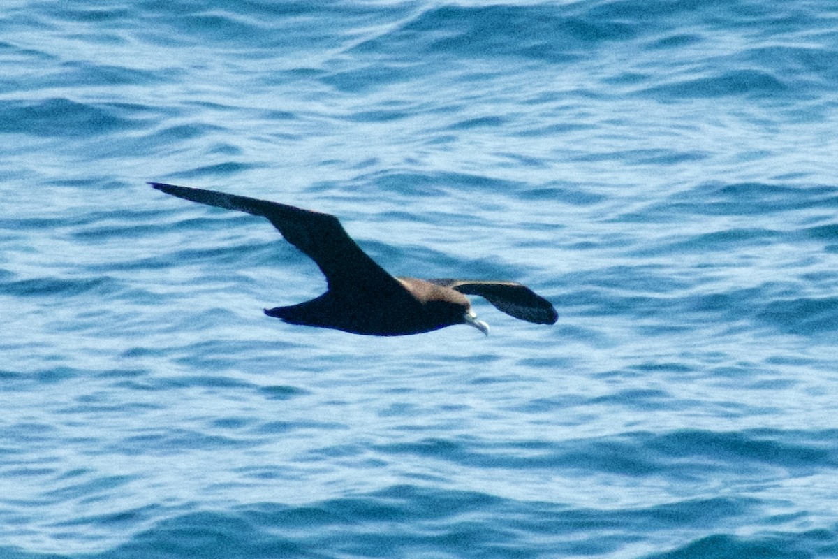 White-chinned Petrel - Ken Wright