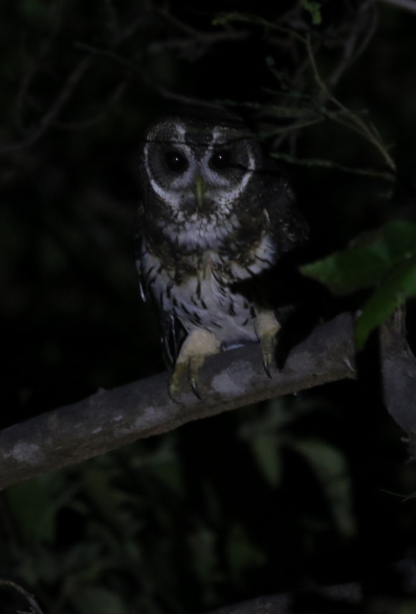 Mottled Owl (Mottled) - ML383384431