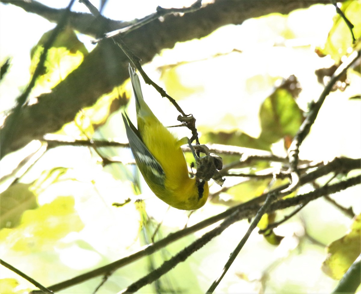 Blue-winged Warbler - Josue  de León Lux (Birding Guide) josuedeleonlux@gmail.com +502 3068 8988