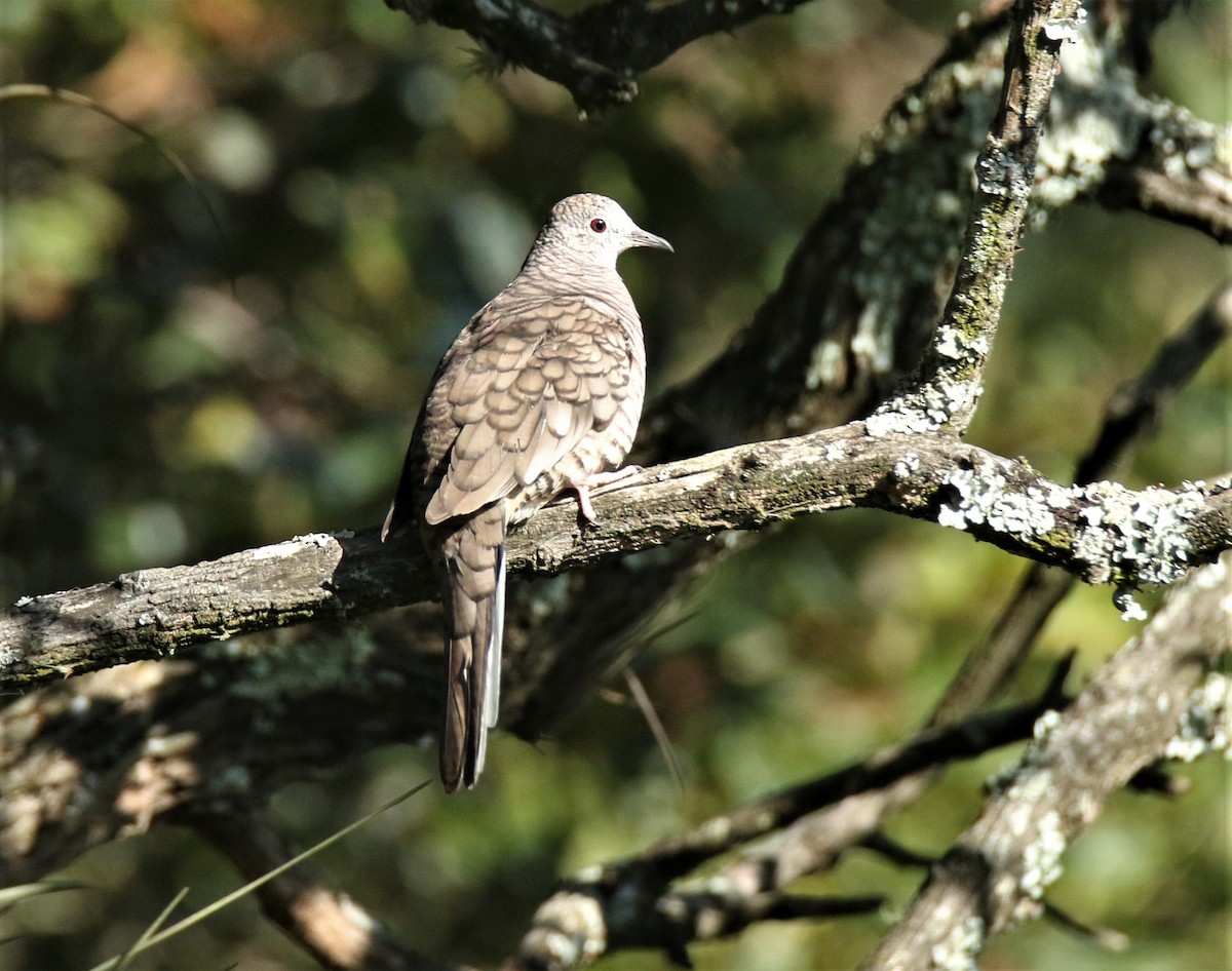 Inca Dove - Josue  de León Lux (Birding Guide) josuedeleonlux@gmail.com +502 3068 8988