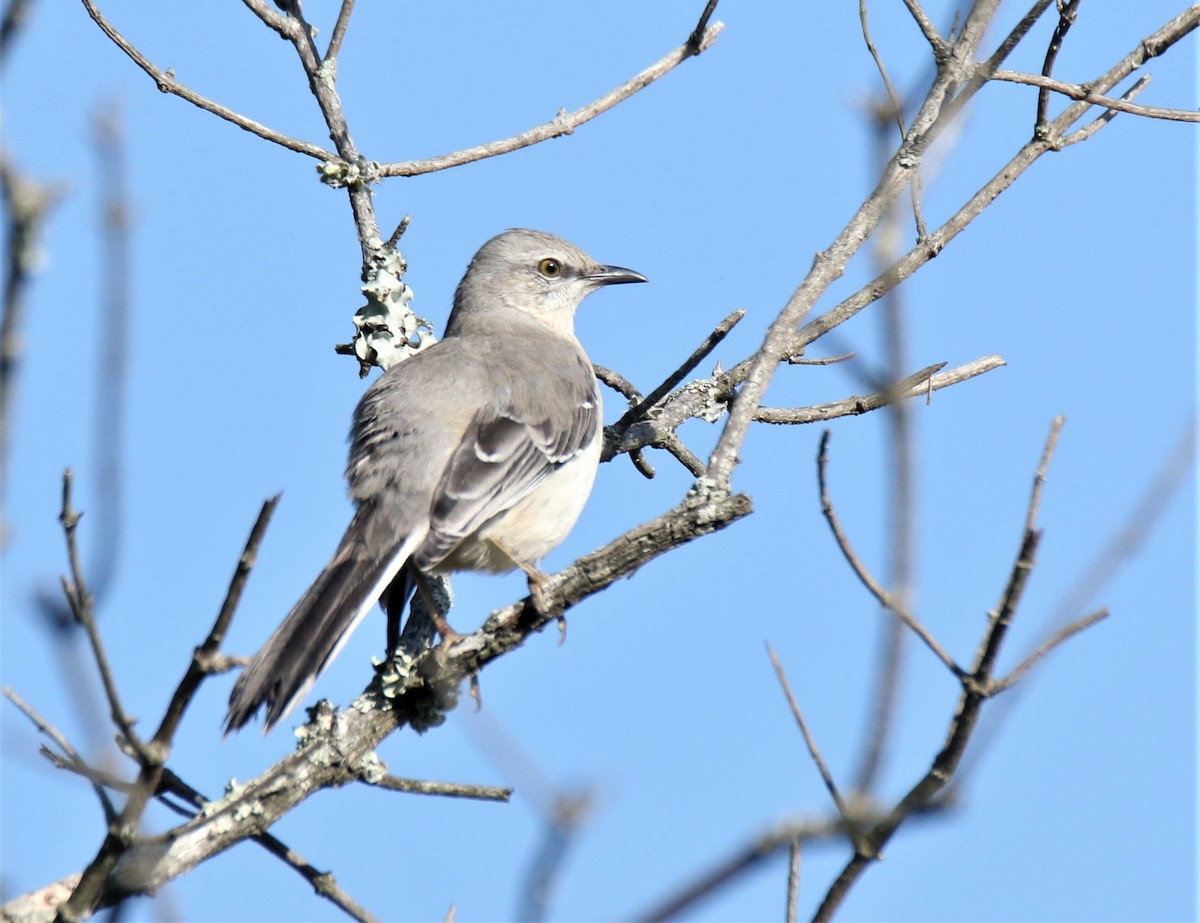 Tropical Mockingbird - Josue  de León Lux (Birding Guide) josuedeleonlux@gmail.com +502 3068 8988