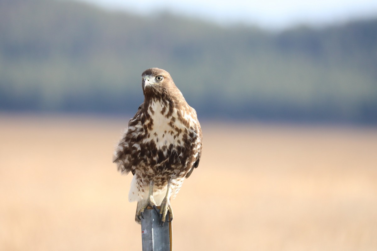 Red-tailed Hawk - Kenneth R Windsor