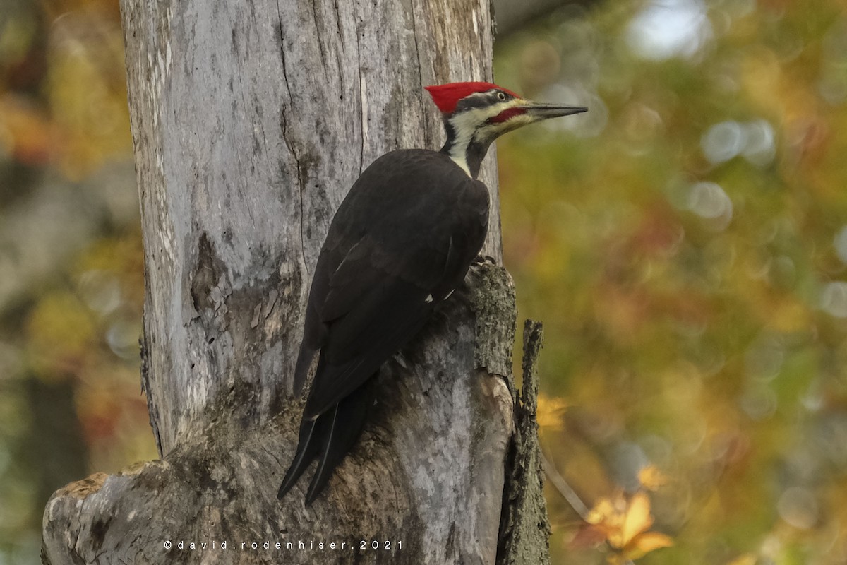 Pileated Woodpecker - David Rodenhiser