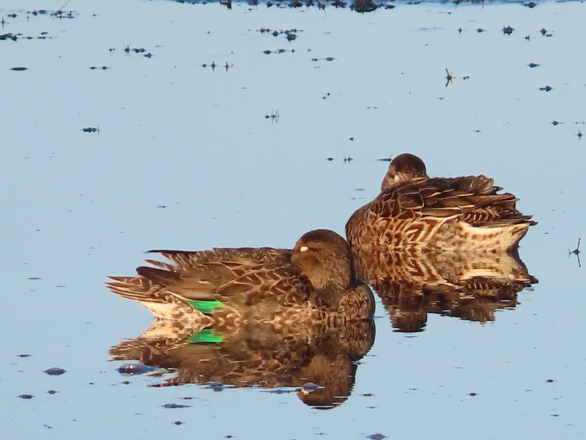 Green-winged Teal - ML383399521