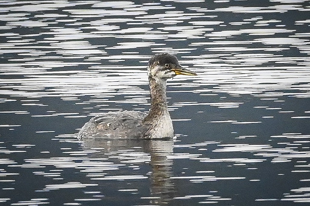 Red-necked Grebe - ML383400131