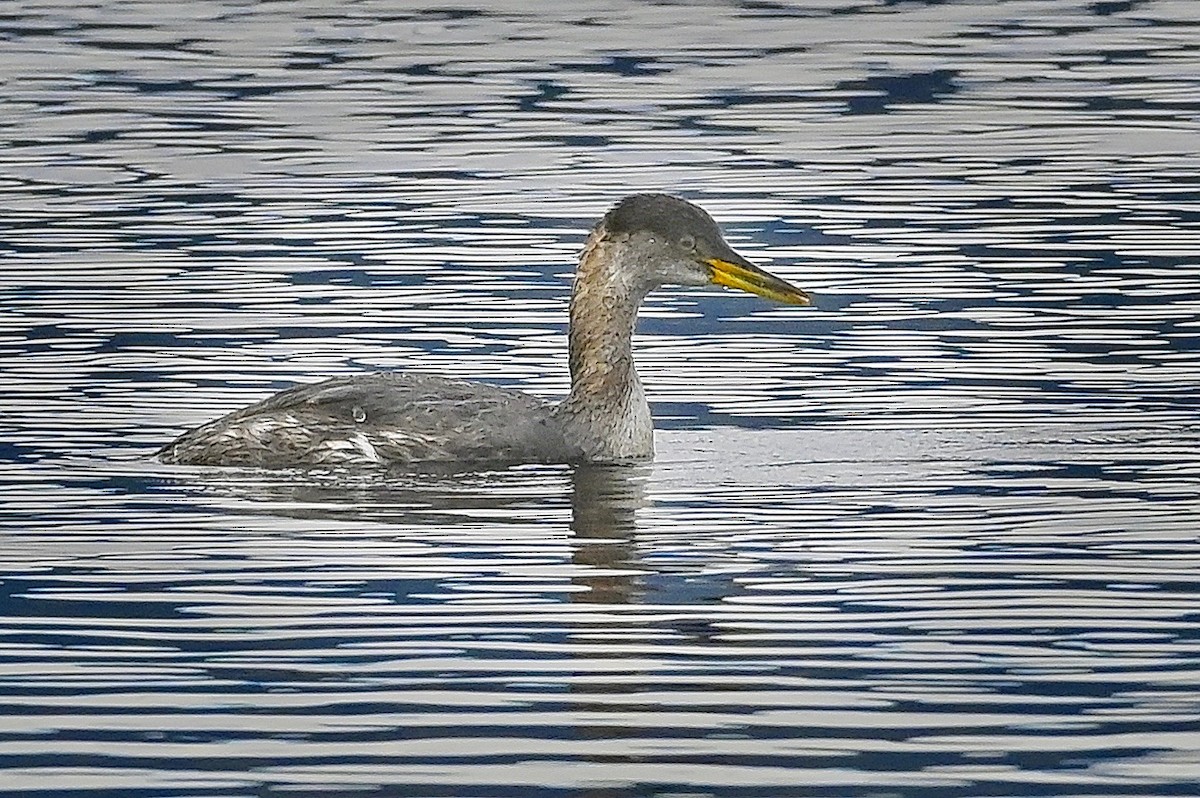 Red-necked Grebe - ML383400141