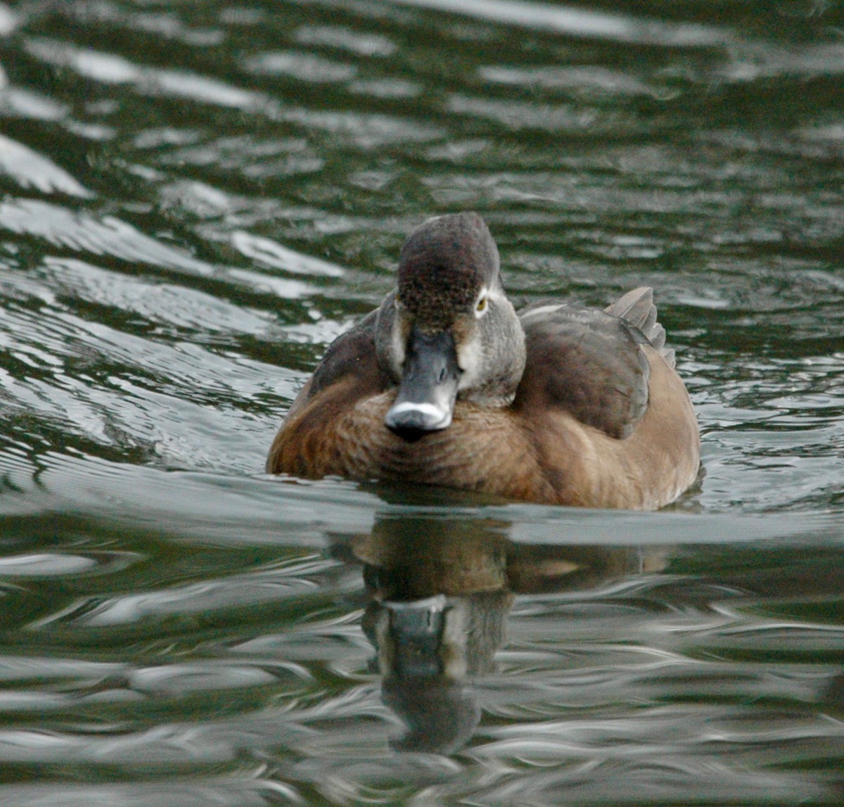 Ring-necked Duck - ML383408771