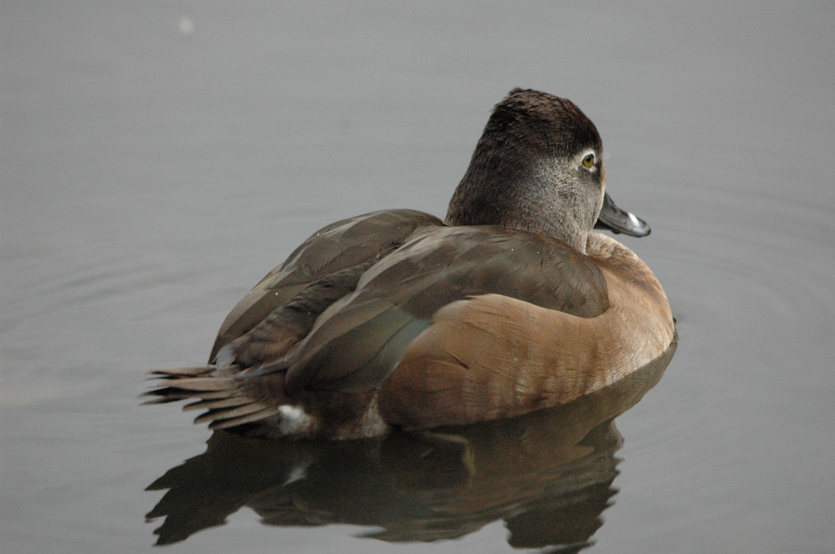 Ring-necked Duck - Mary Steggles