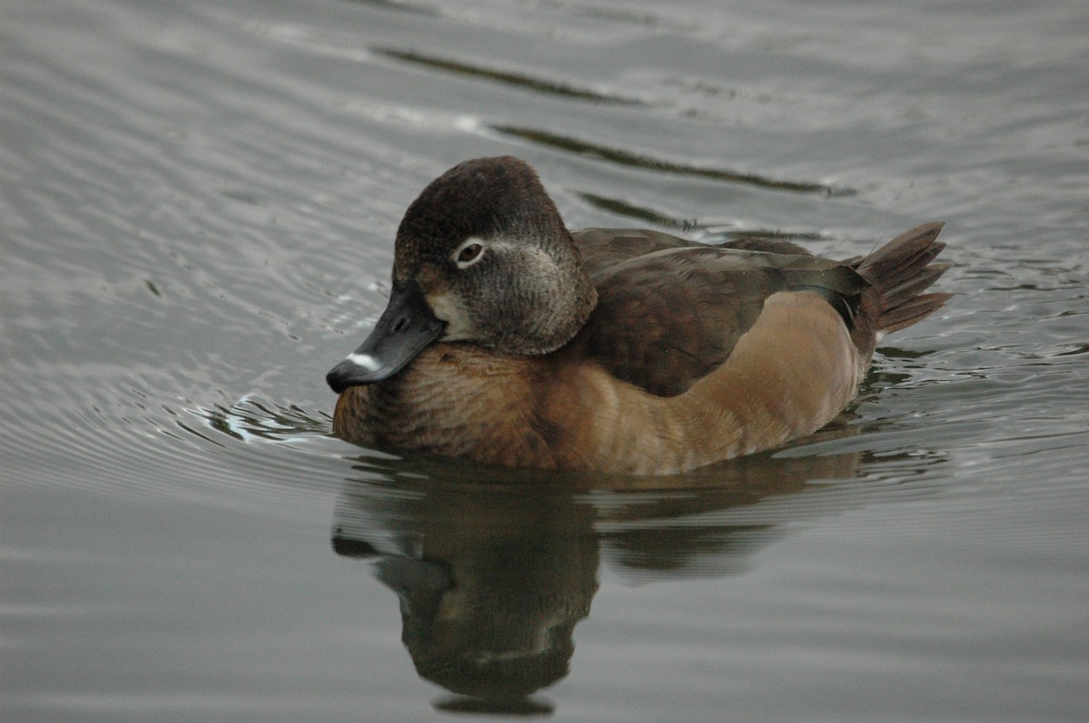 Ring-necked Duck - Mary Steggles