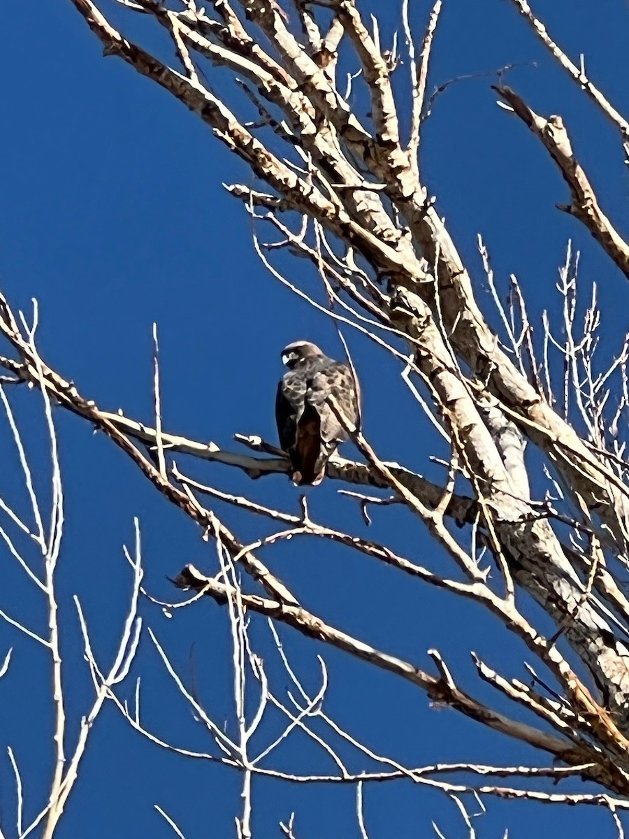 Red-tailed Hawk - ML383409161