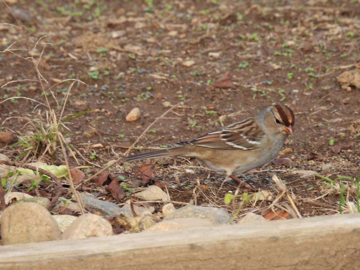 White-crowned Sparrow - ML383410051