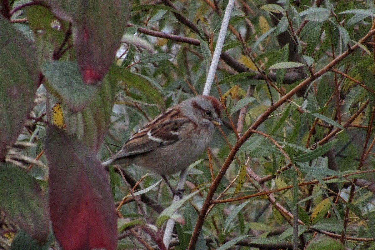 American Tree Sparrow - ML383410501