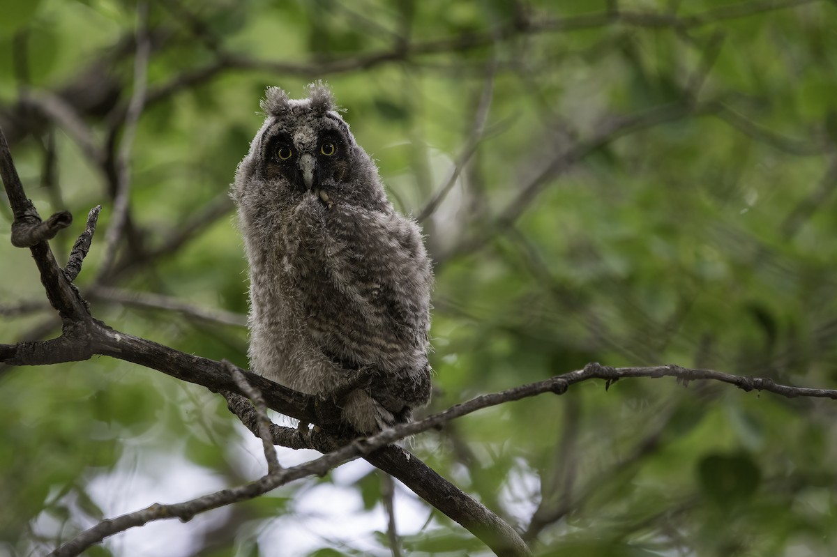 Long-eared Owl - ML383411421
