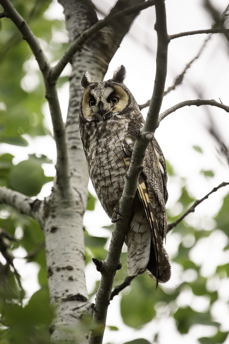 Long-eared Owl - ML383411451