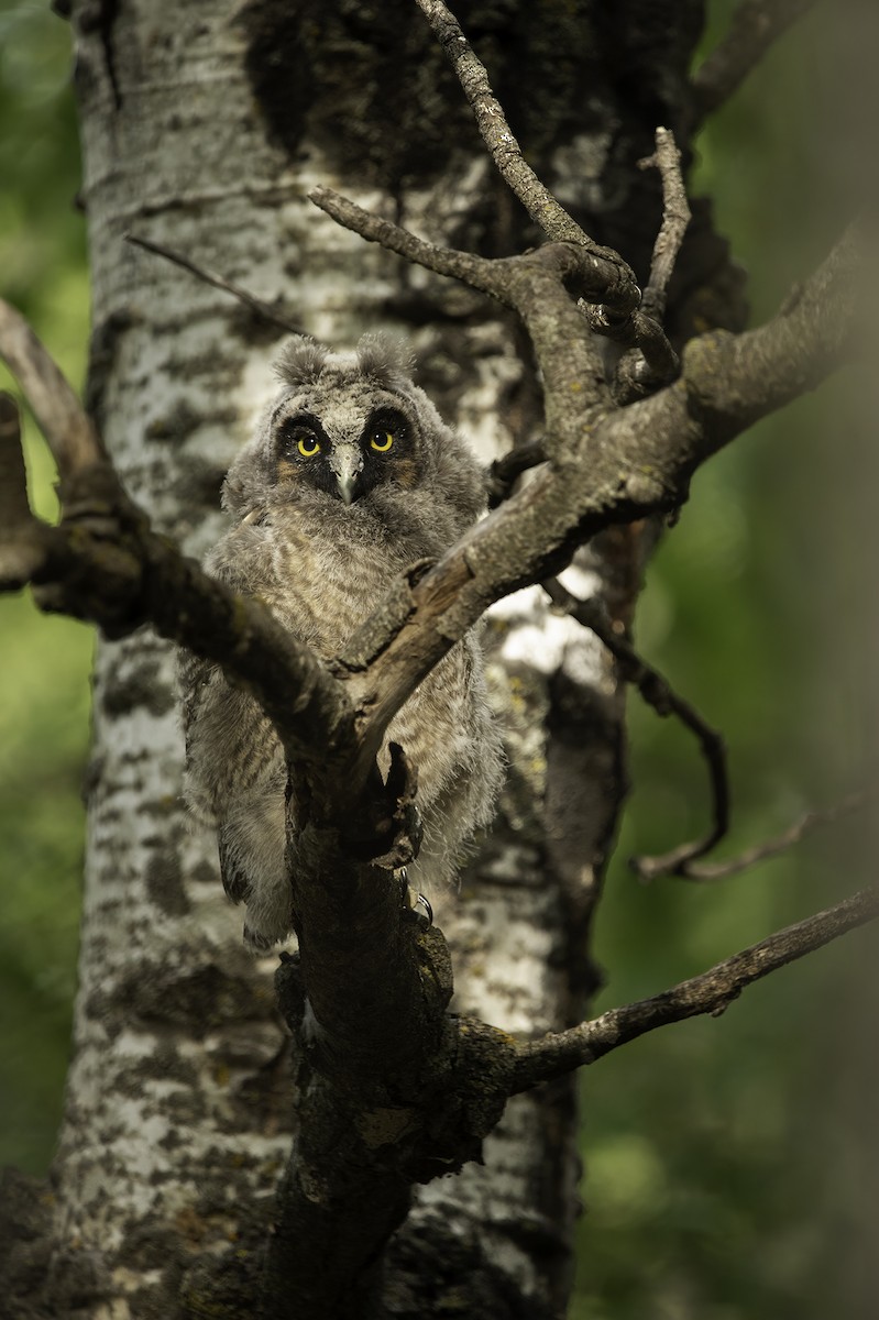 Long-eared Owl - ML383411481