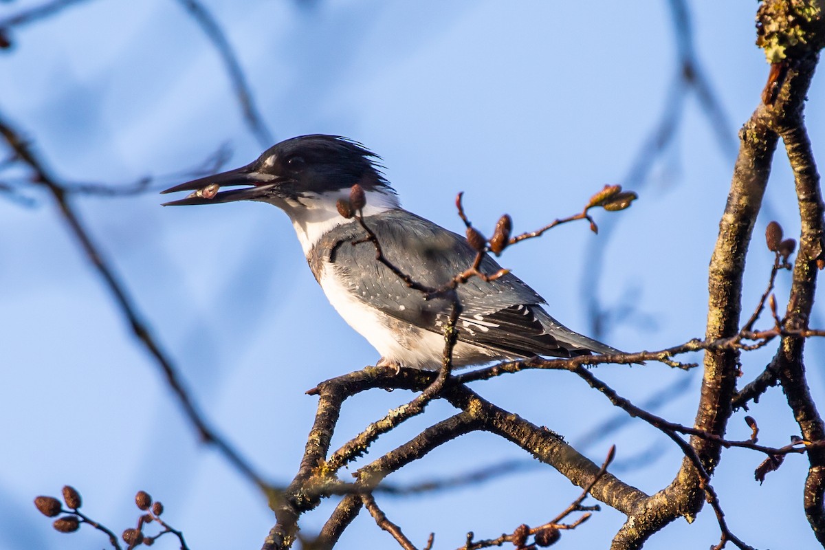 Belted Kingfisher - Denise Turley
