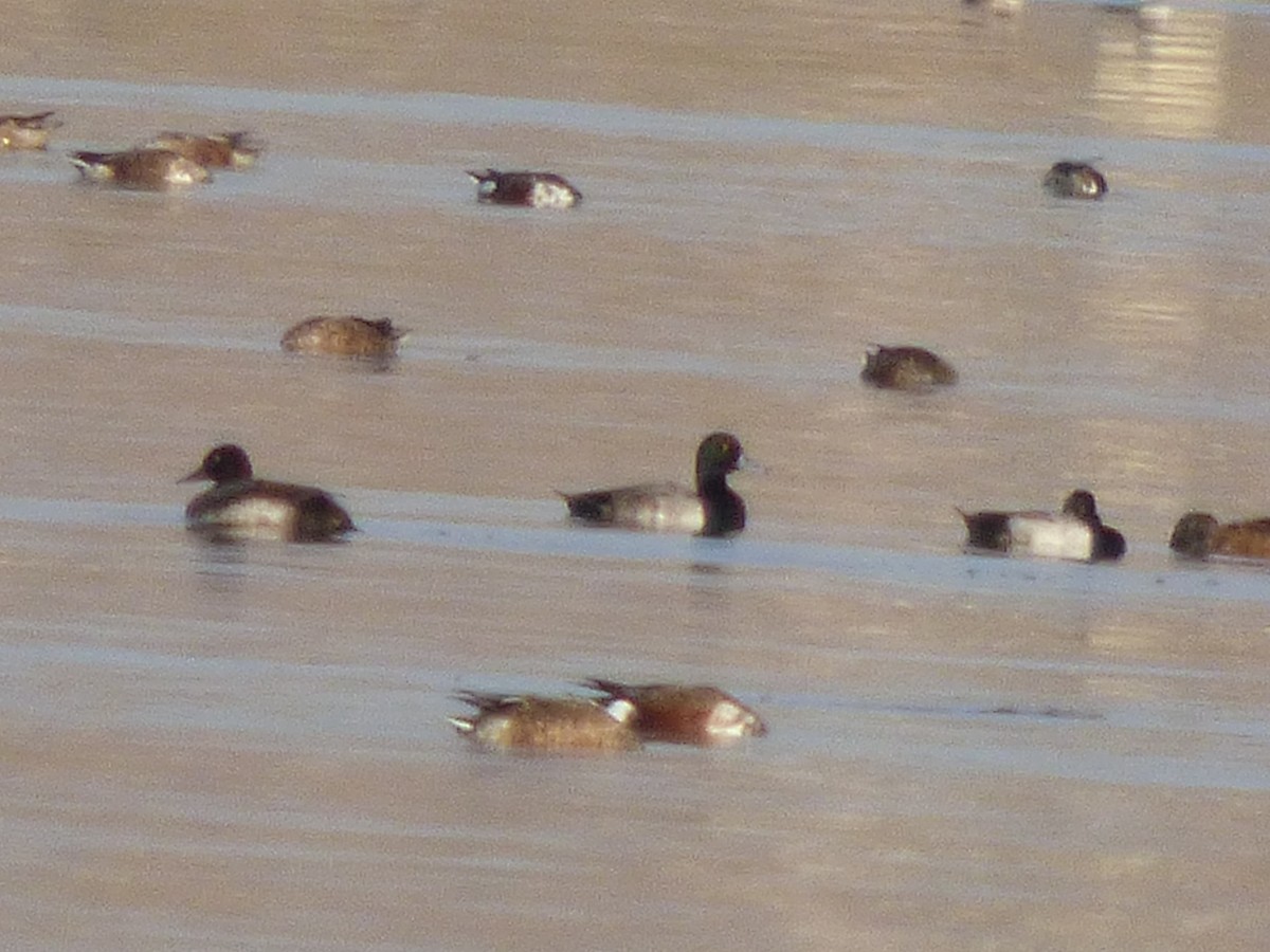 Greater Scaup - Julie Szabo