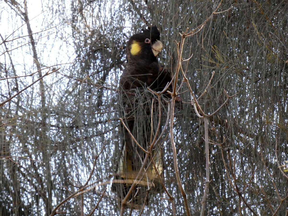 Yellow-tailed Black-Cockatoo - Thomas Nataprawira