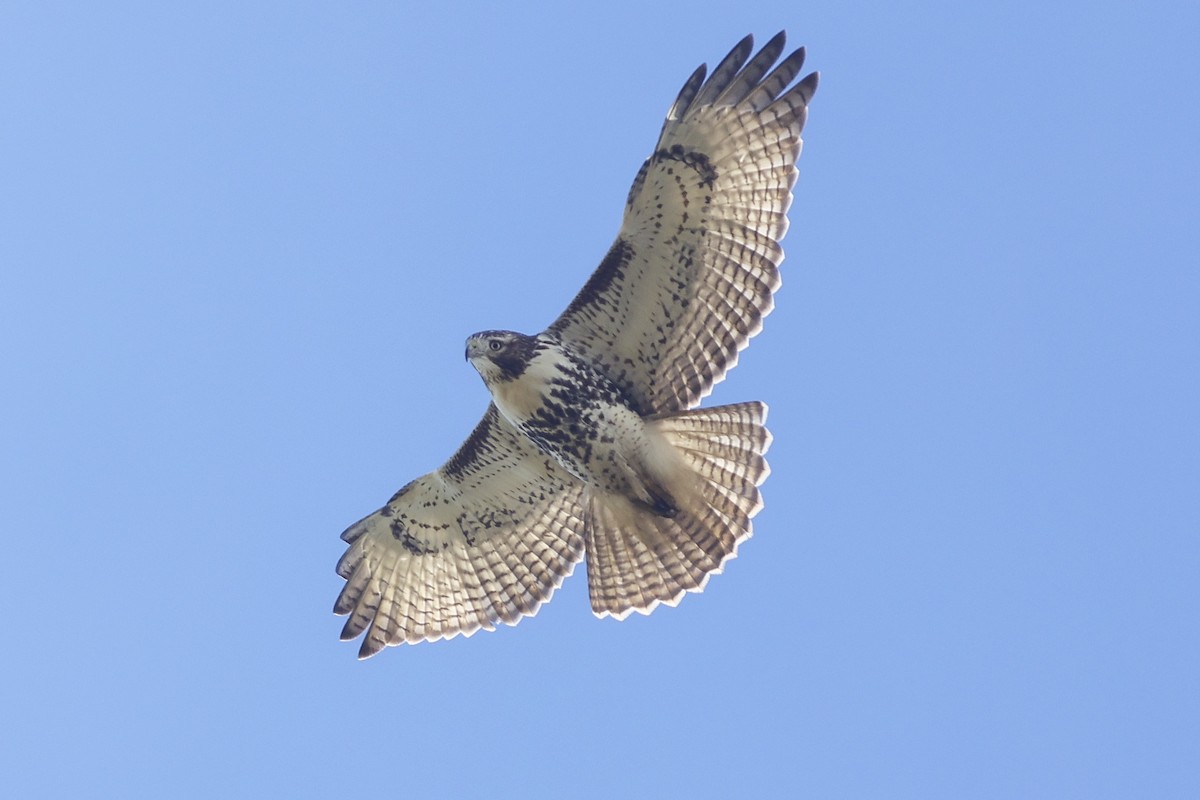Red-tailed Hawk - ML383427171