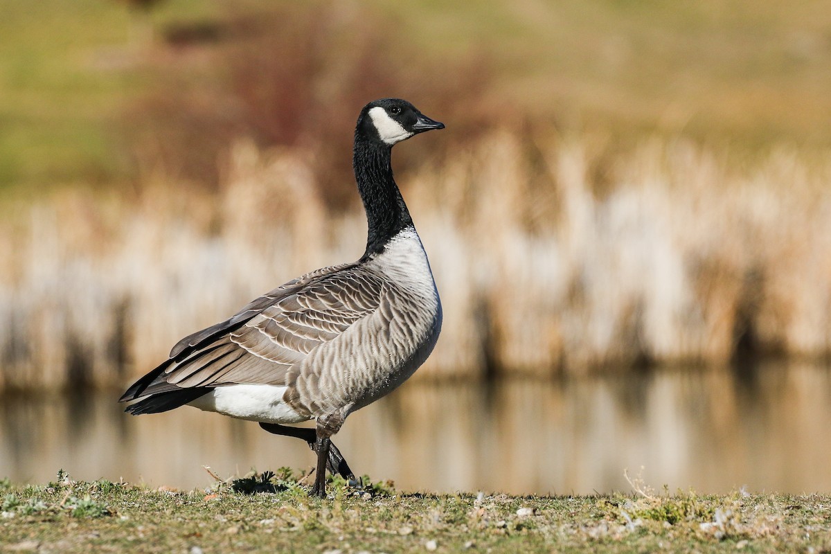 Cackling Goose (Richardson's) - ML383427721