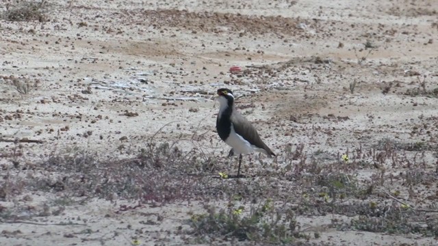 Banded Lapwing - ML383431531