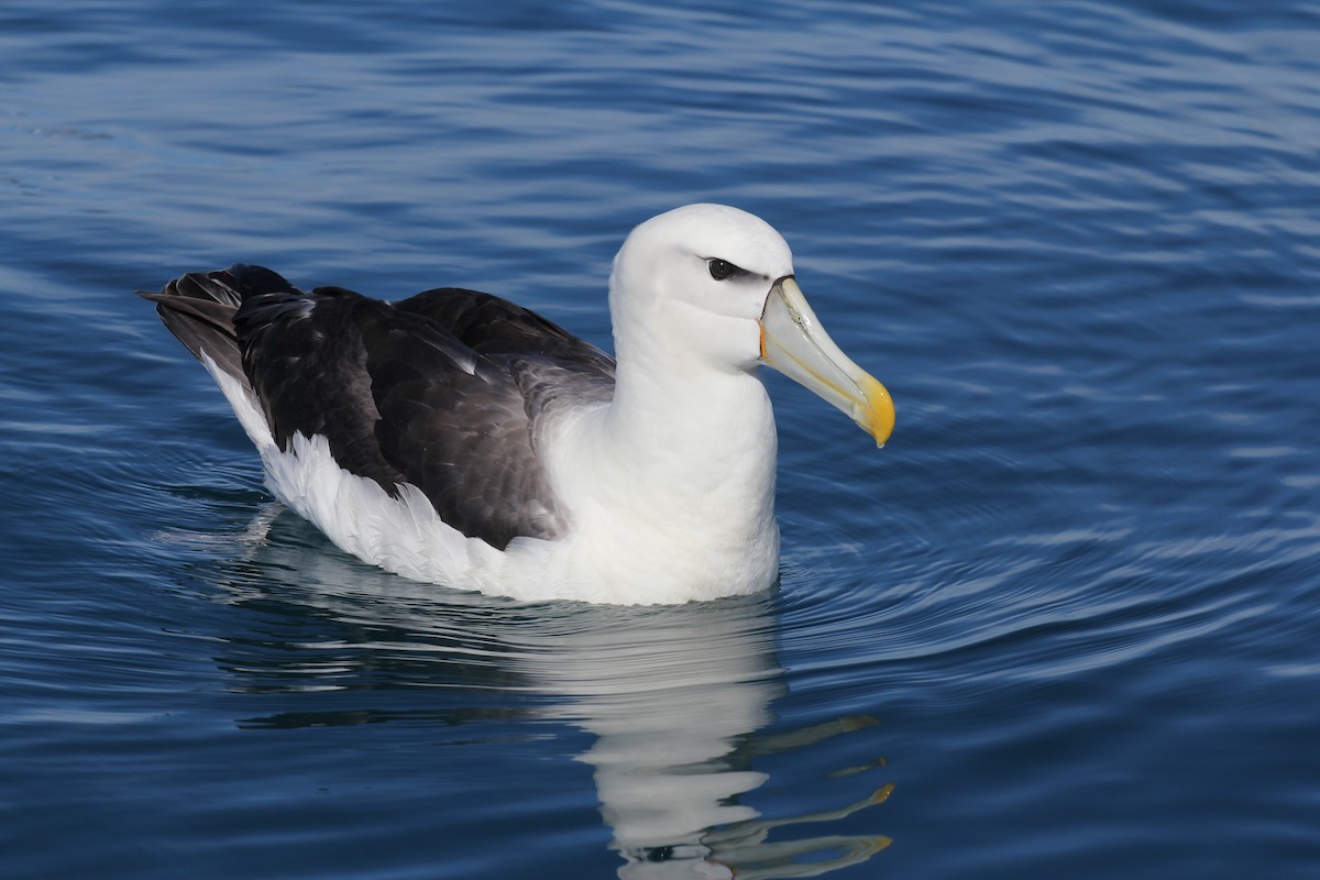 Albatros à cape blanche (steadi) - ML383432261
