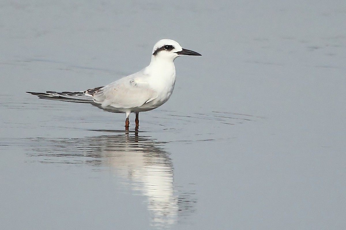 Snowy-crowned Tern - ML383434911