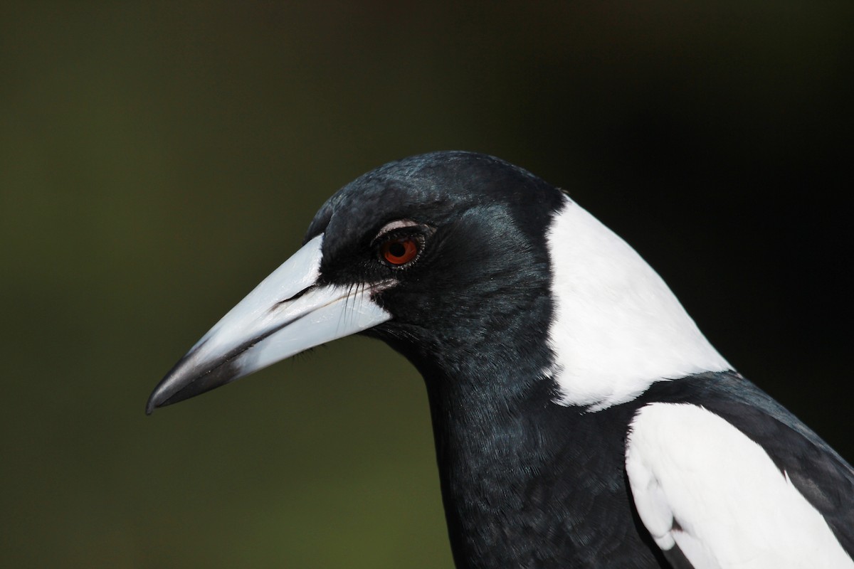 Australian Magpie (Black-backed) - Imogen Warren