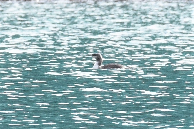 Red-throated Loon - ML383436901