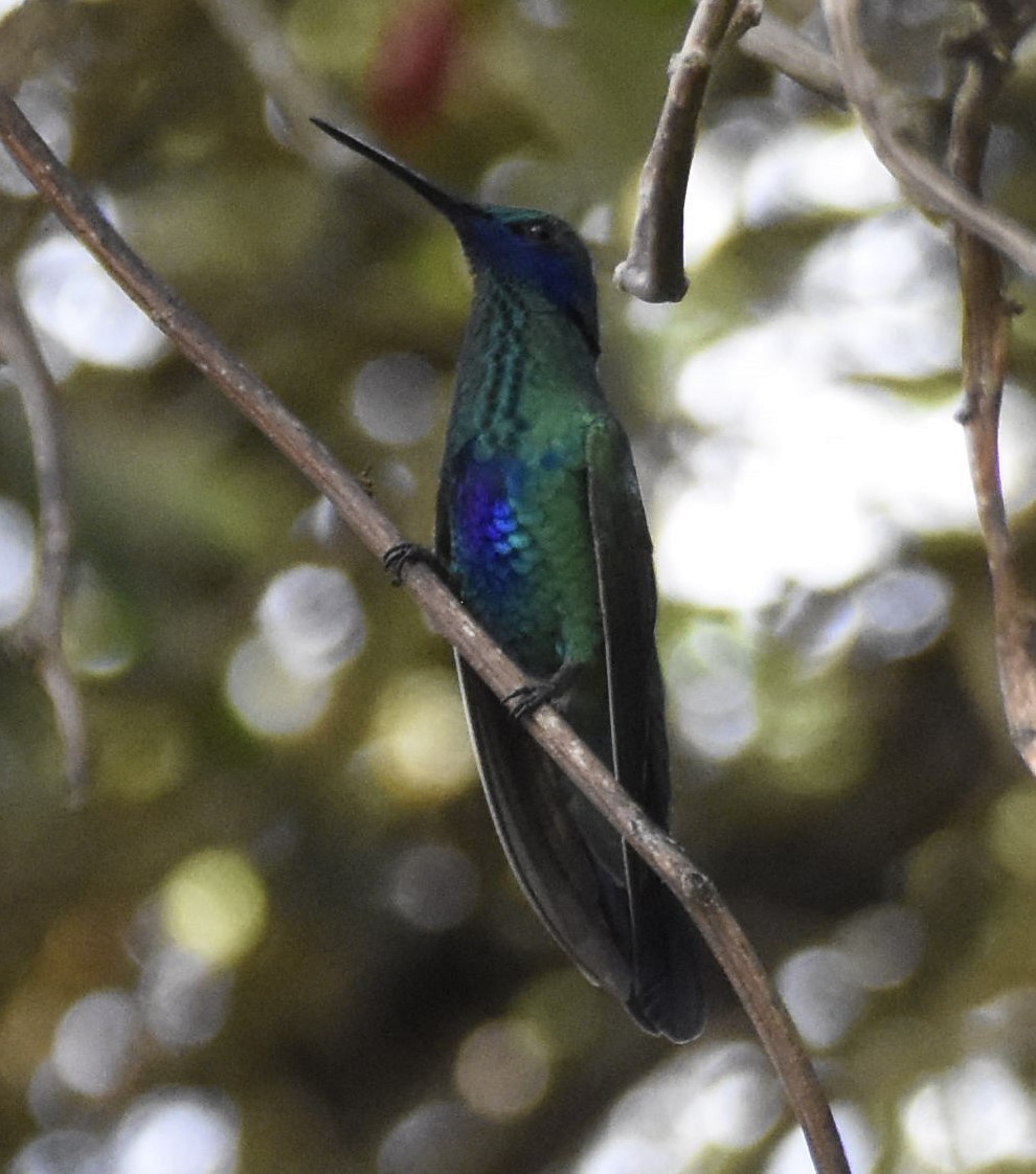 kolibřík modrolící - ML383437511
