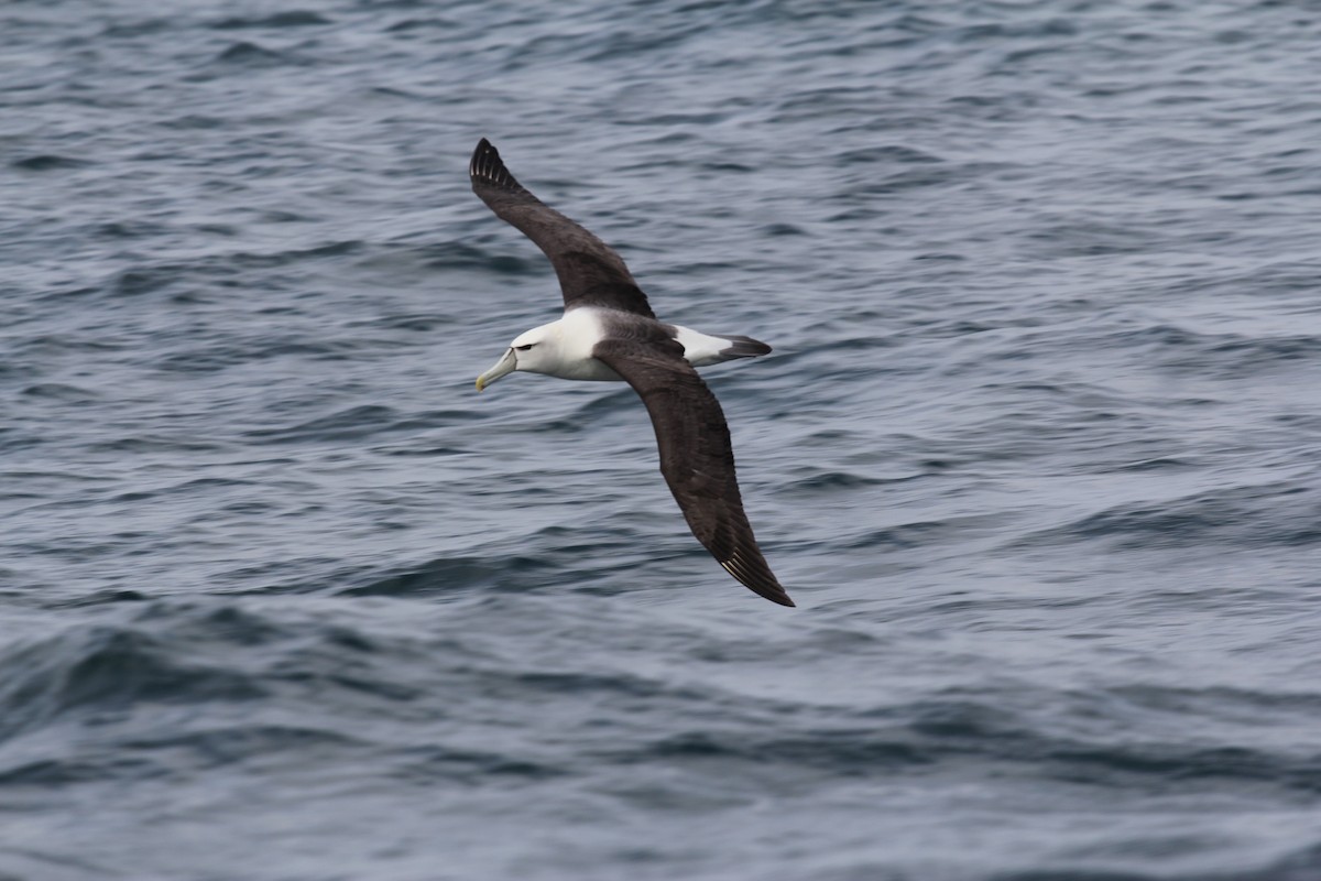 albatros šelfový (ssp. steadi) - ML383438311