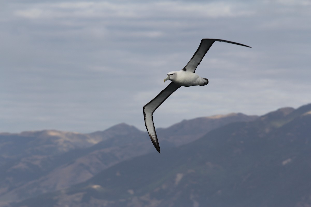 White-capped Albatross (steadi) - ML383438331