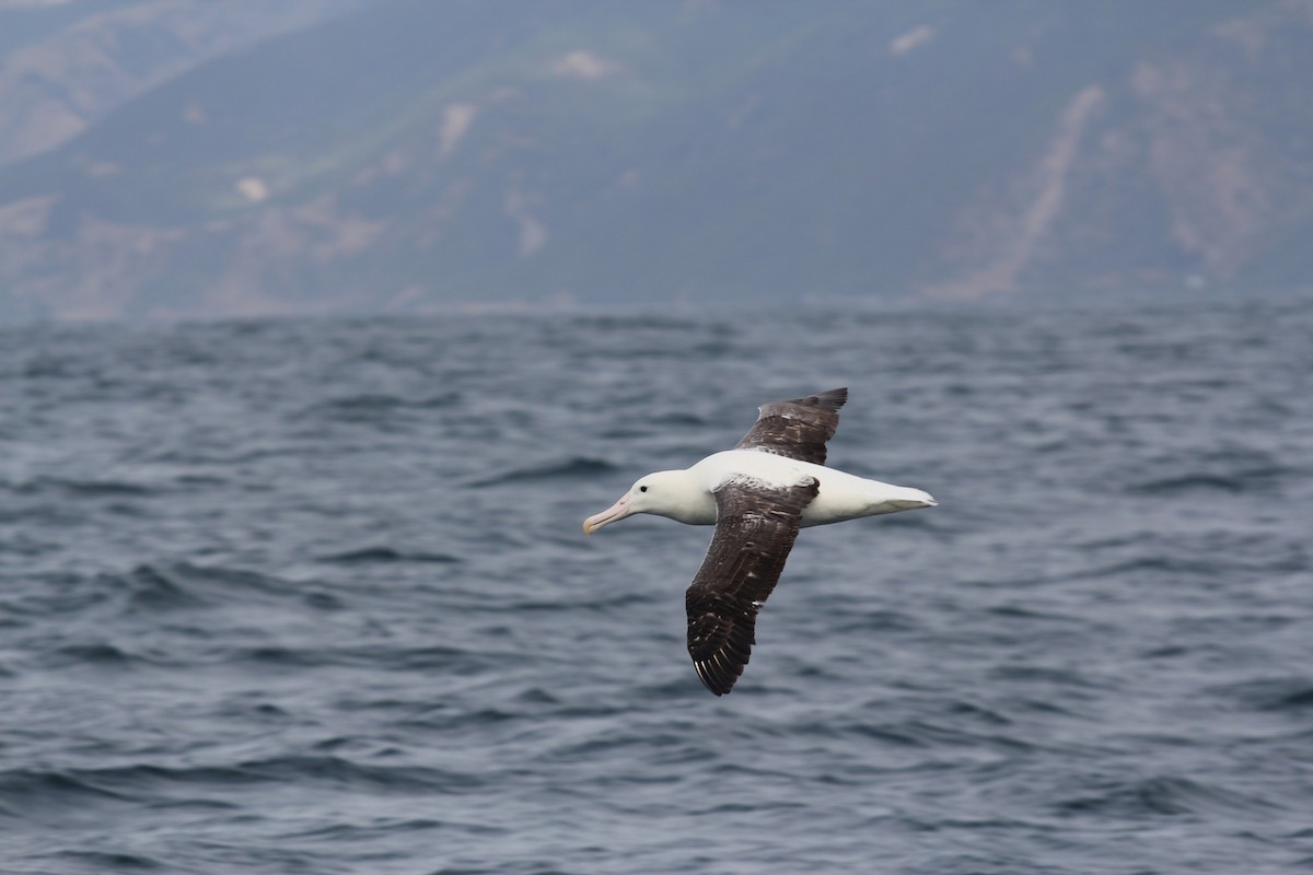 Southern Royal Albatross - Encounter Kaikoura