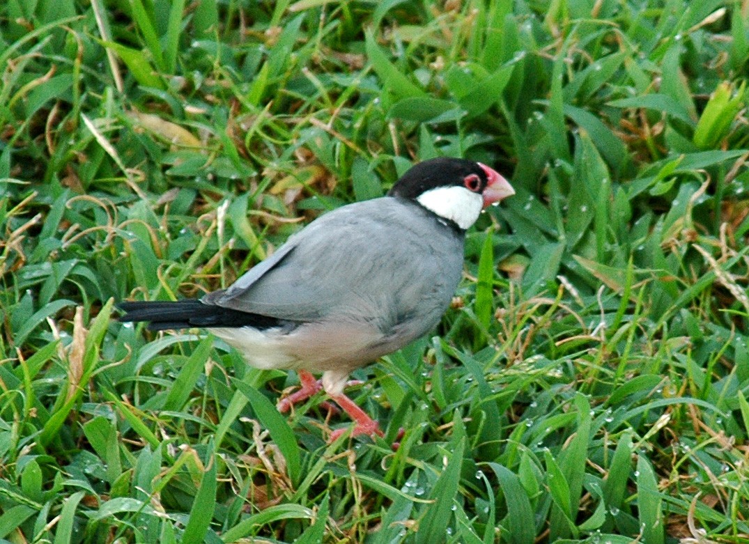 Java Sparrow - ML383438371