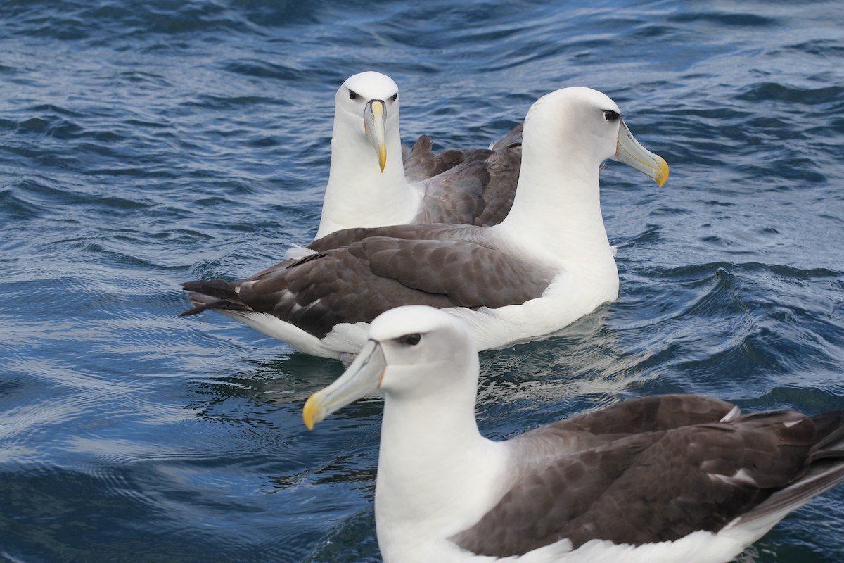 albatros šelfový (ssp. steadi) - ML383440341