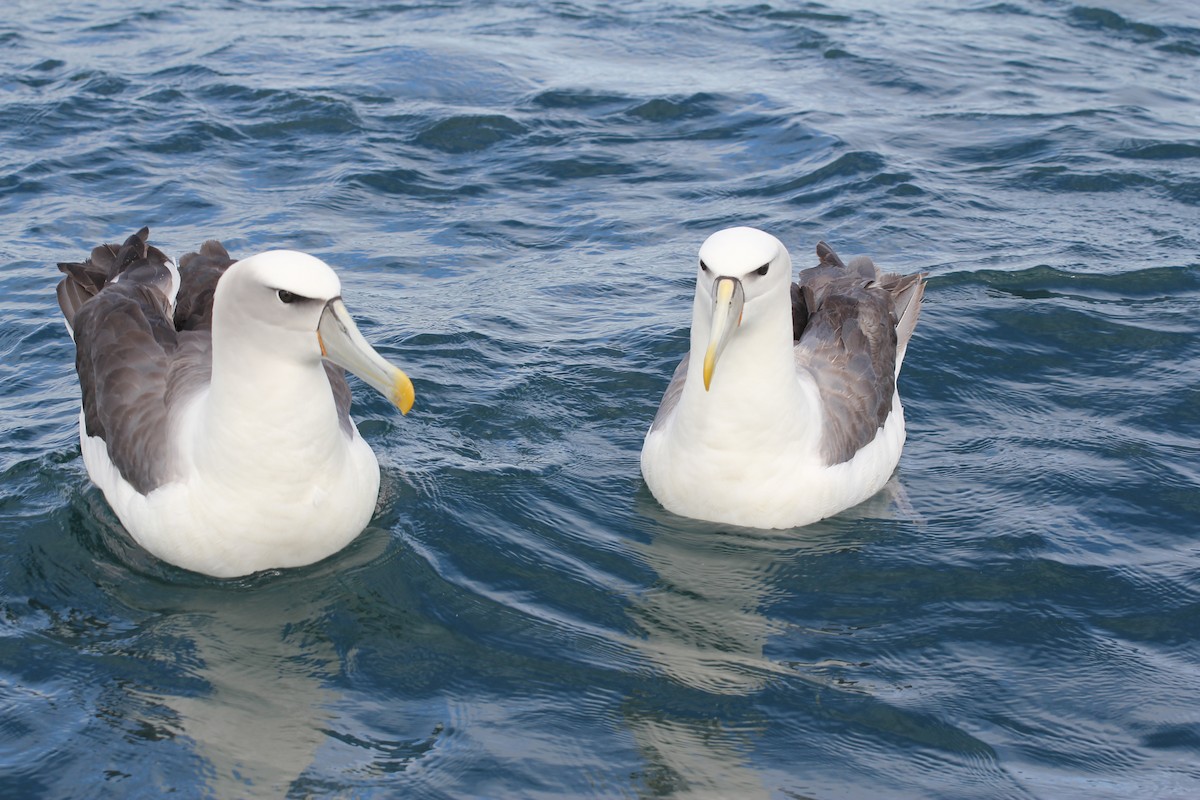 White-capped Albatross (steadi) - ML383440351