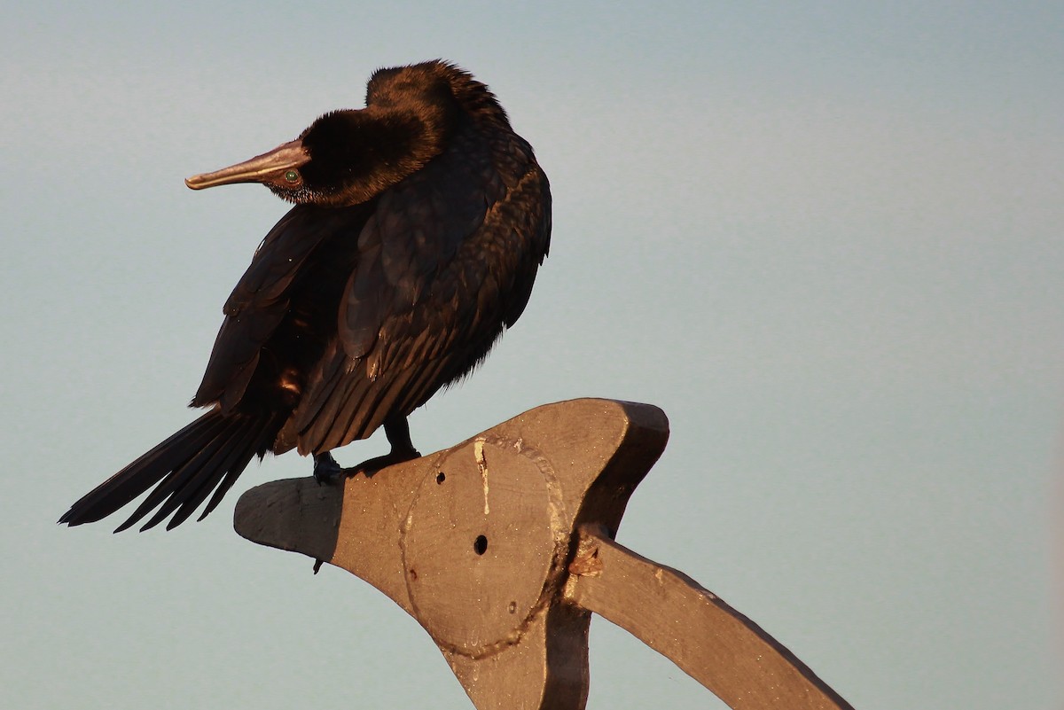Little Black Cormorant - Imogen Warren
