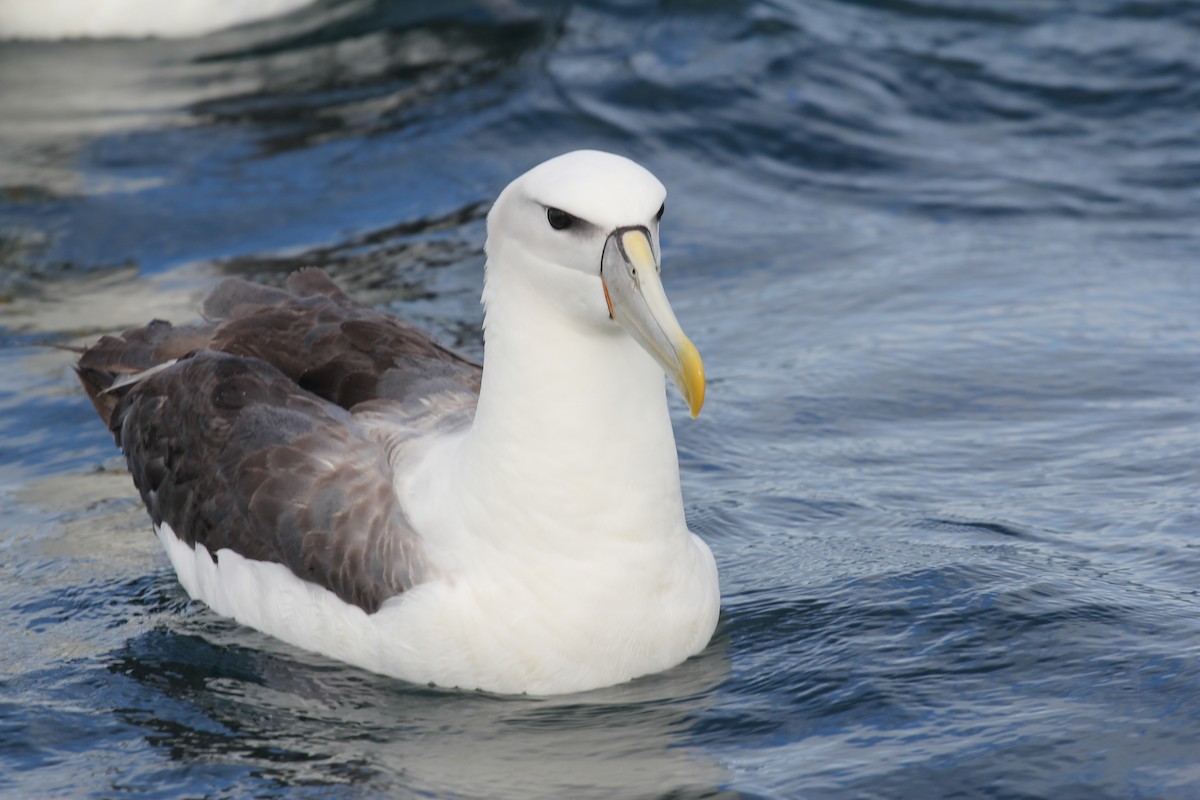 White-capped Albatross (steadi) - Encounter Kaikoura
