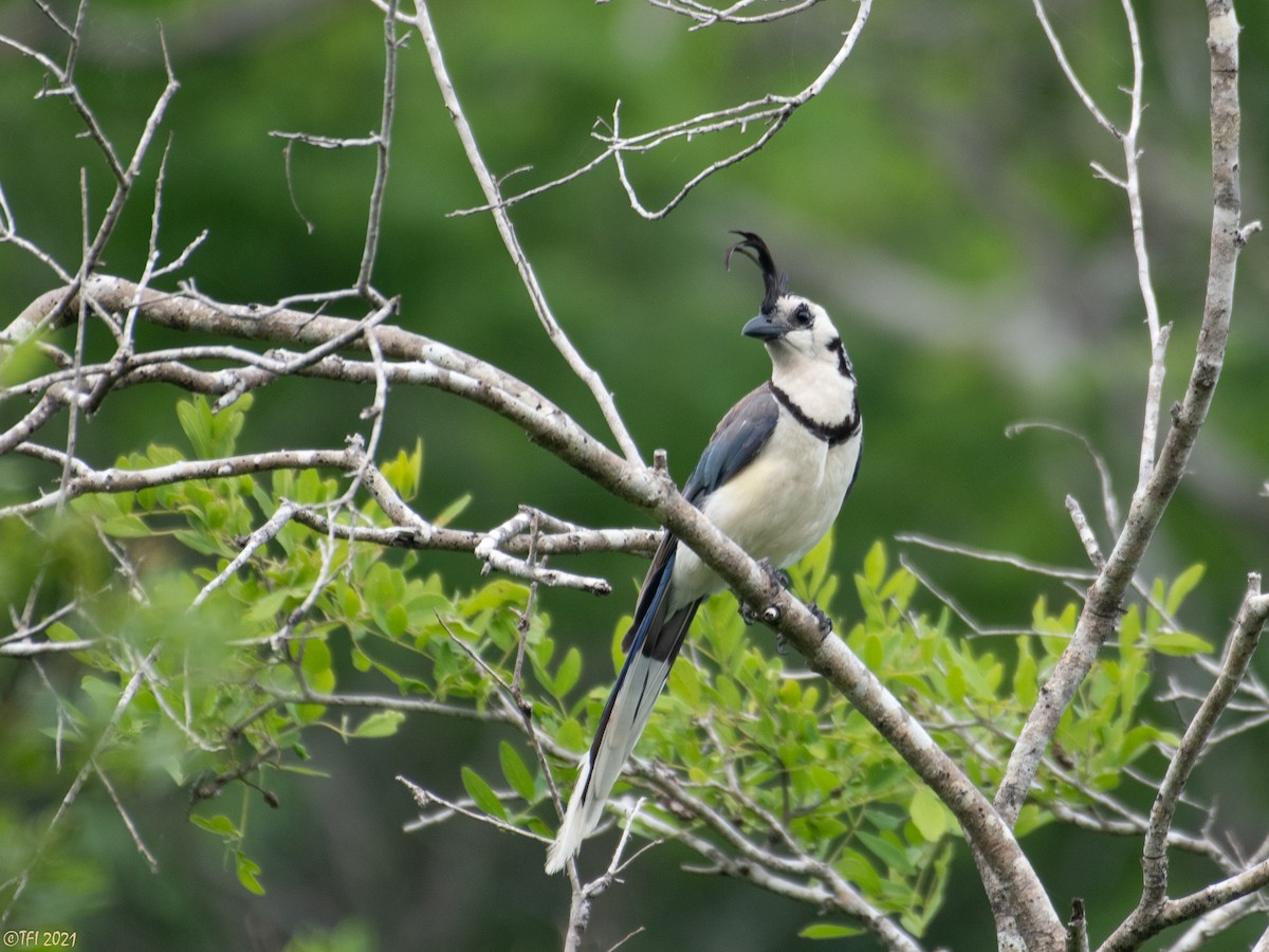 White-throated Magpie-Jay - T I
