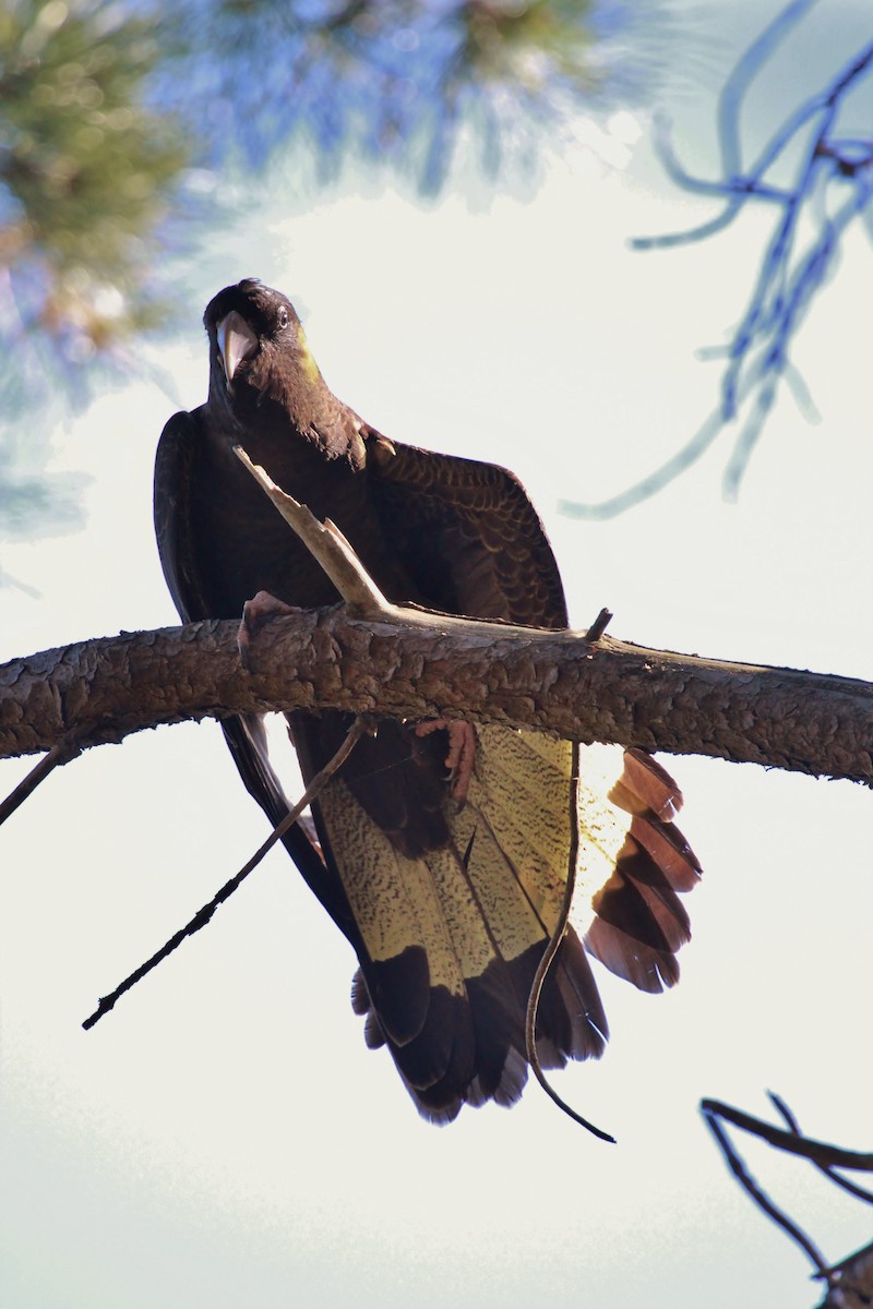 Yellow-tailed Black-Cockatoo - Imogen Warren