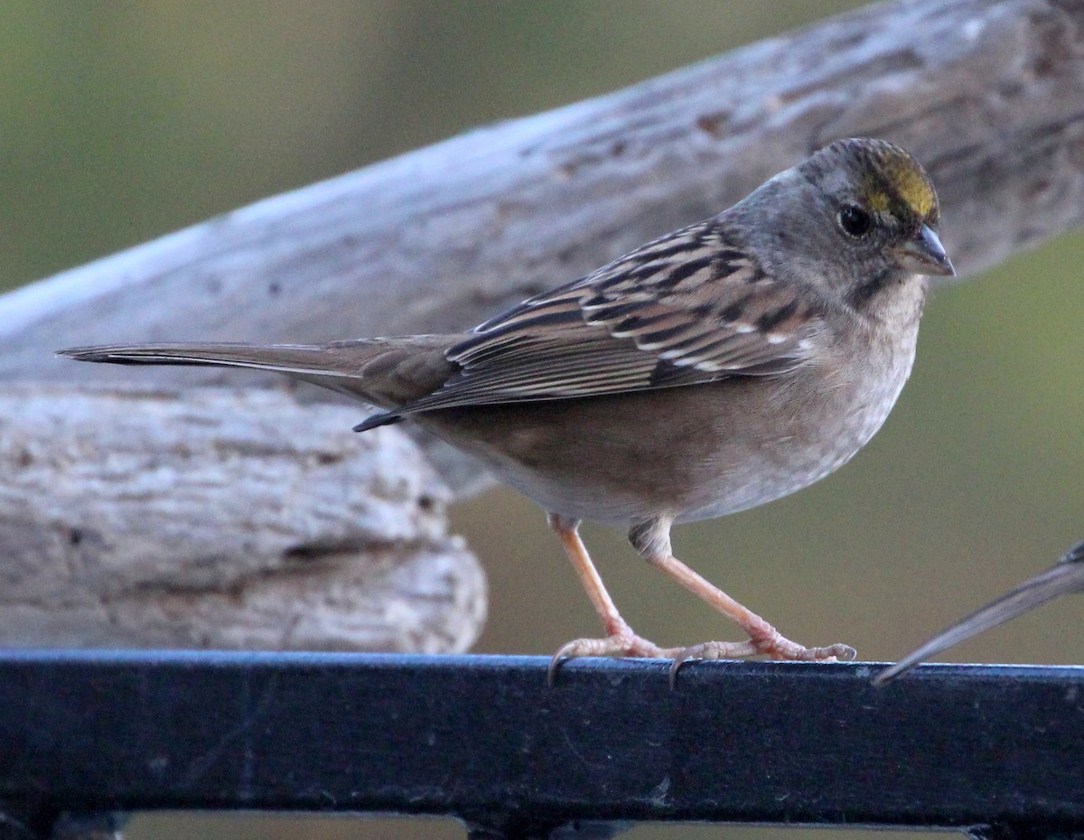 Golden-crowned Sparrow - ML38344751