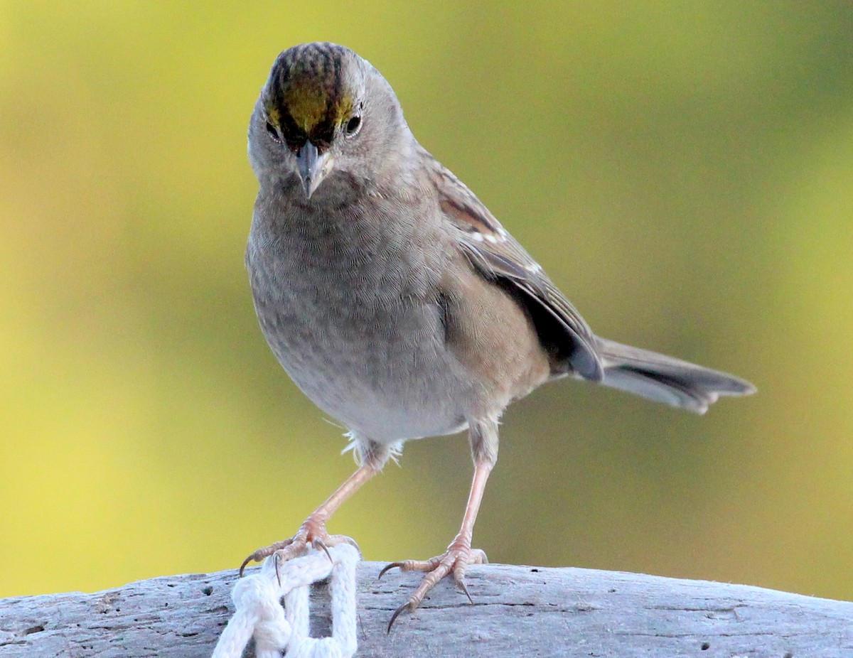 Golden-crowned Sparrow - ML38344761