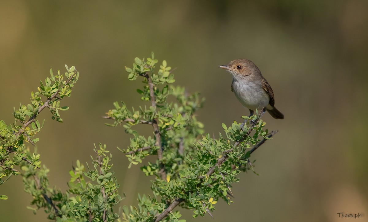 Fulvous-crowned Scrub-Tyrant - ML383451241