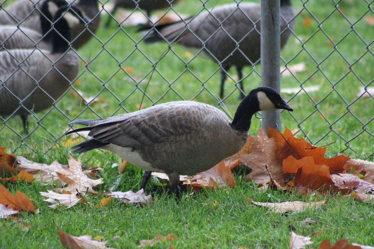 Cackling Goose (minima) - ML383454241