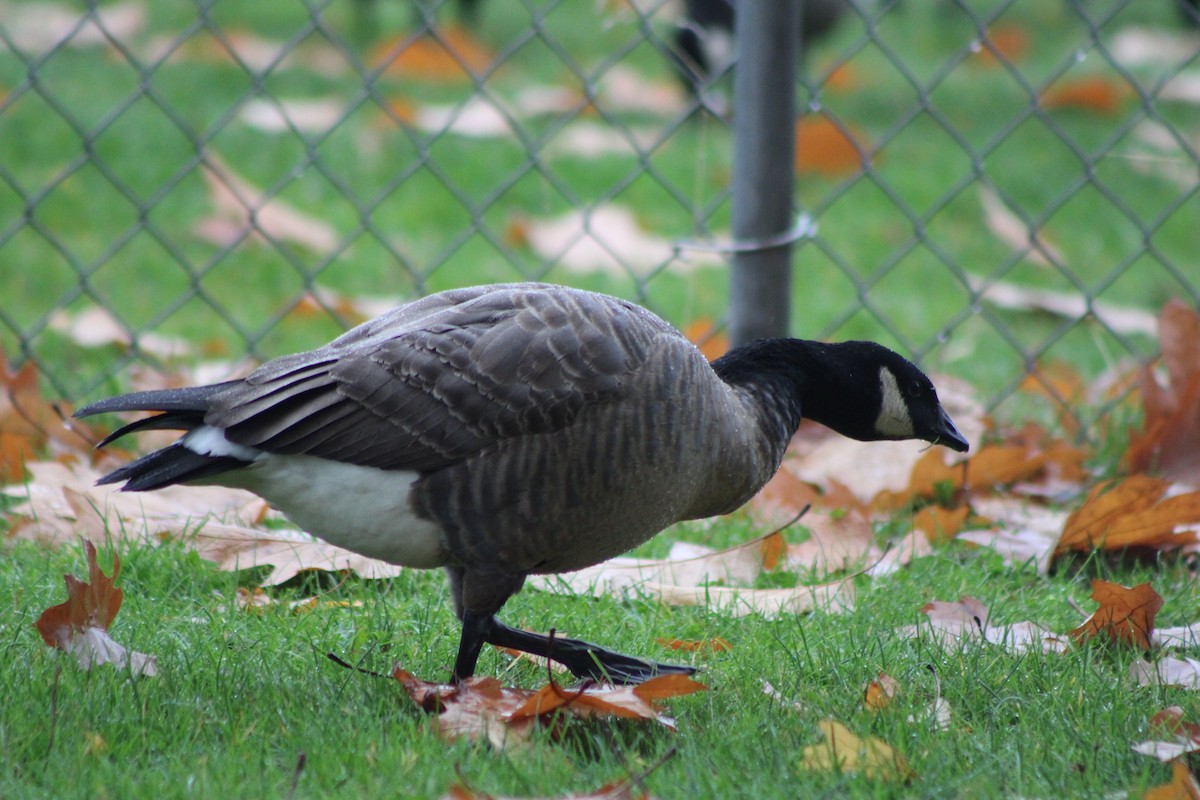 Cackling Goose (minima) - ML383460071