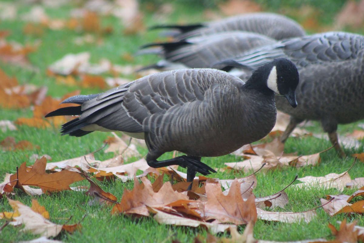 Cackling Goose (minima) - ML383460601