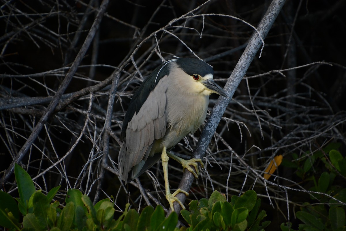 Black-crowned Night Heron - ML383462331