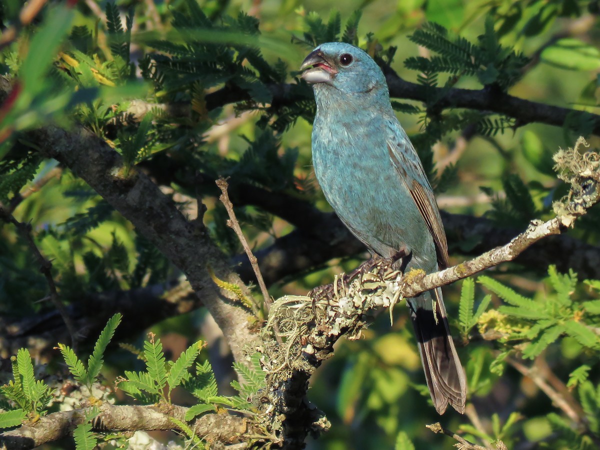 Glaucous-blue Grosbeak - Raphael Kurz -  Aves do Sul